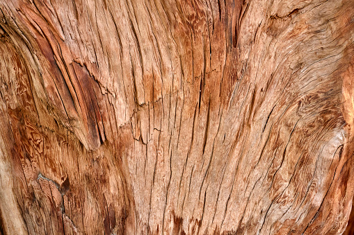 Yellow-bellied sapsucker holes in trunk of American basswood tree, horizontal format