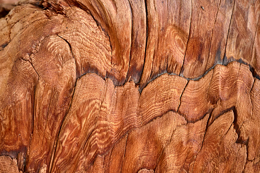 The wood is red and brown color with layers and lines like a rose petal. High angle view of a flat textured wooden board backgrounds. It has a beautiful nature and abstractive pattern. A close-up studio shooting shows details and lots of wood grain on the wood table. The piece of wood at the surface of the table also appears rich wooden material on it, shows elegant and soft textured. Flat lay style. Its high-resolution textured quality.