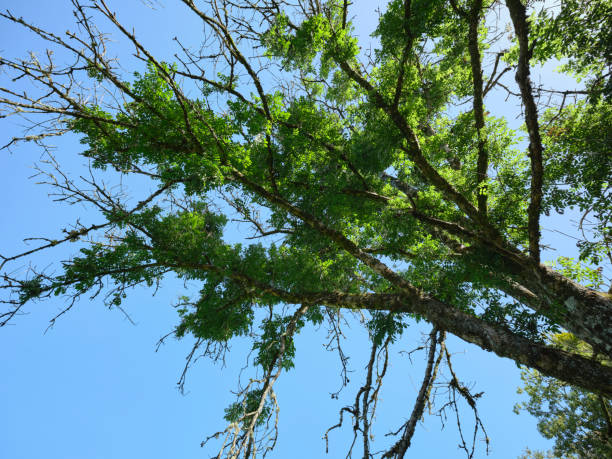 Ash Dieback Against a clear, blue sky, Ash Die Back takes its toll on this dying ash tree on the west coast of Scotland near Strachur loch fyne stock pictures, royalty-free photos & images