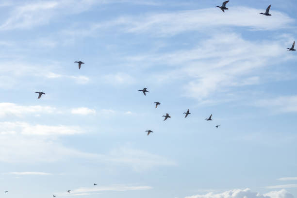 Flying Ducks in nature reserve