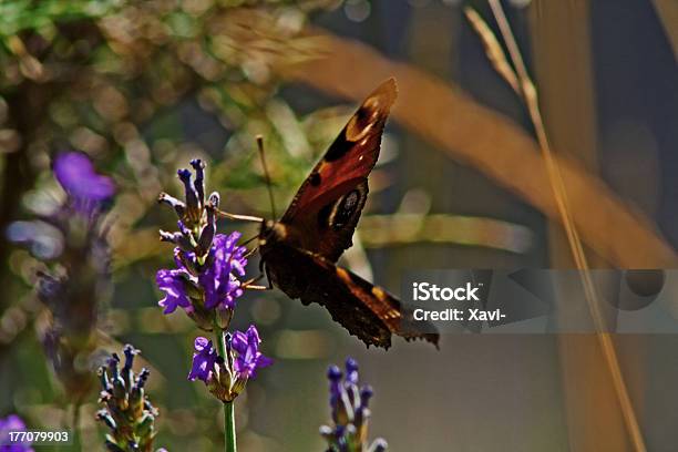 Colores De Verano - チョウのストックフォトや画像を多数ご用意 - チョウ, 写真, 動物の翼