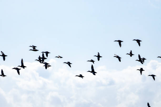 istock Flying Ducks in nature reserve 1770802180