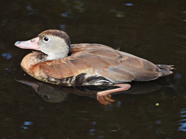 istock Black-bellied Whistling Duck (Dendrocygna autumnalis) - resting in a lake 1770803839