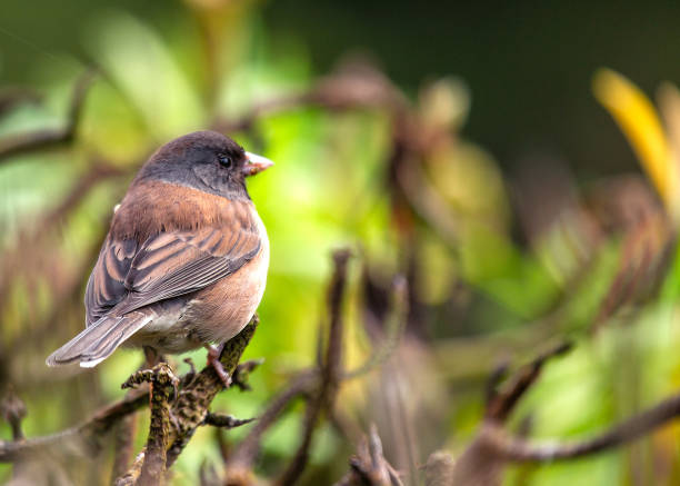 istock Dark-eyed Junco (Junco hyemalis) Spotted Outdoors in North America 1770806534