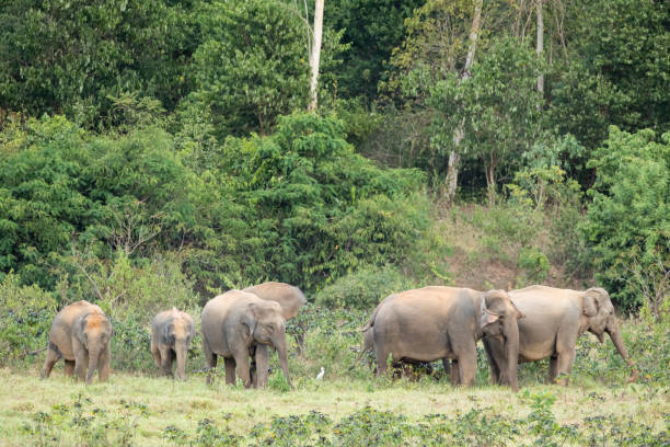 istock Asian elephant is nation animal in Thailand. 1770812643