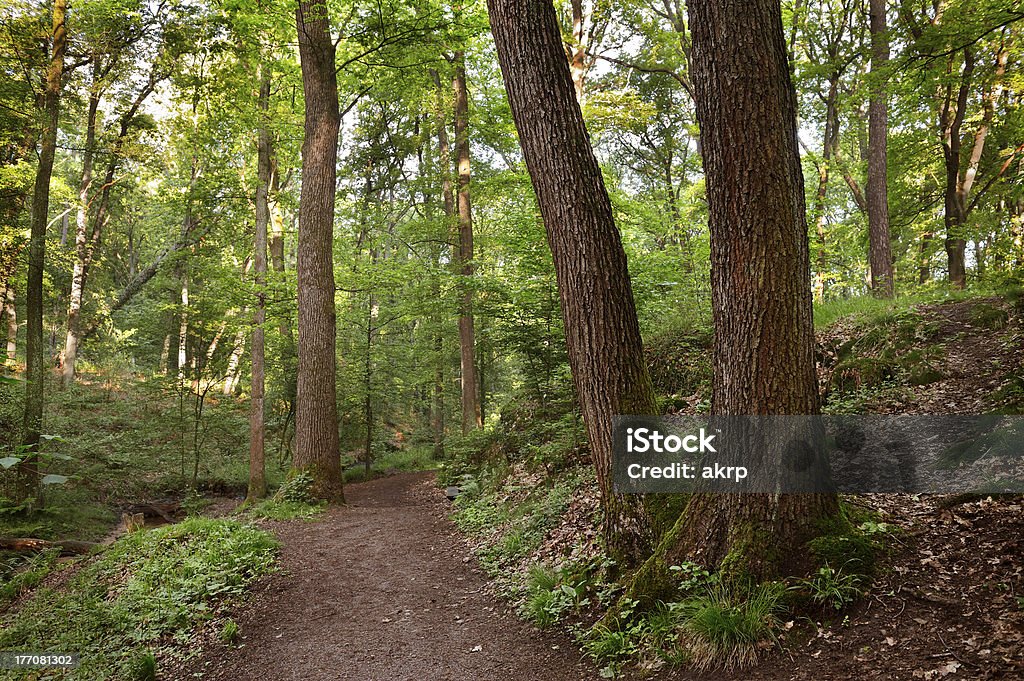 Verde foresta di mattina luce mista - Foto stock royalty-free di Albero