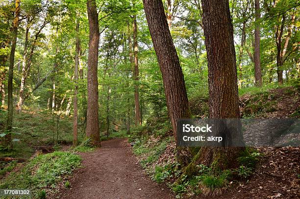 Verde Foresta Di Mattina Luce Mista - Fotografie stock e altre immagini di Albero - Albero, Albero deciduo, Ambientazione esterna