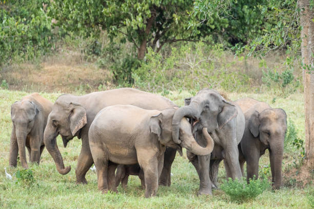 istock Asian elephant is nation animal in Thailand. 1770814966