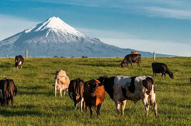 An images of cows eating in front of Mount Taranaki New Zealand
