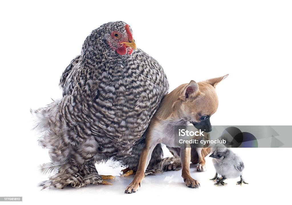 orpington poulet et chihuahua - Photo de Animaux de compagnie libre de droits