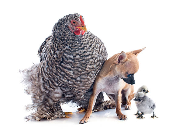 istock orpington chicken and chihuahua 177081810