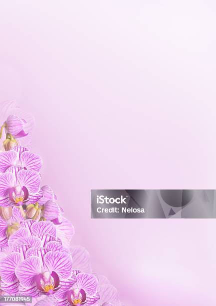 Orchidea Kwiat Tło W Kolorze Fioletowym - zdjęcia stockowe i więcej obrazów Aranżacja - Aranżacja, Bez ludzi, Bukiet