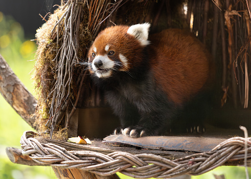 Red panda in a tree