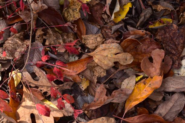 Fall Leaves Piling Up on the Ground