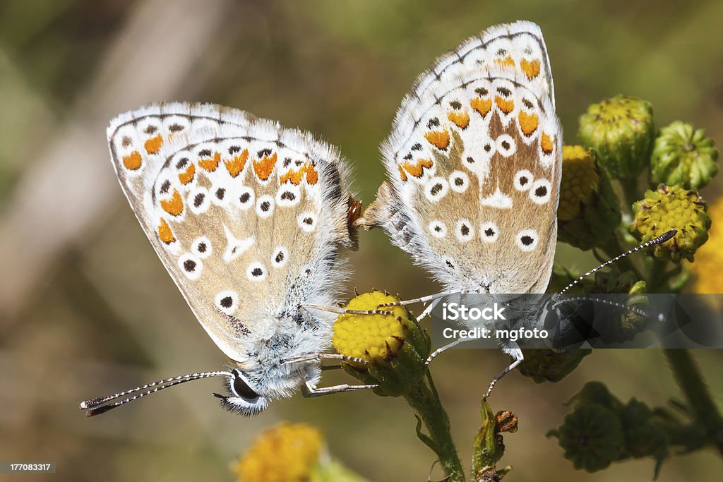 Common Blue butterfly - Zbiór zdjęć royalty-free (Bez ludzi)