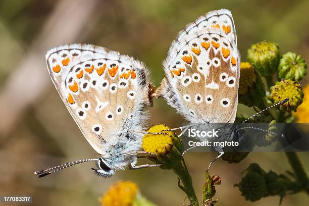 Common Blue Butterfly - zdjęcia stockowe i więcej obrazów Bez ludzi - Bez ludzi, Dziki kwiat, Dziurawiec zwyczajny