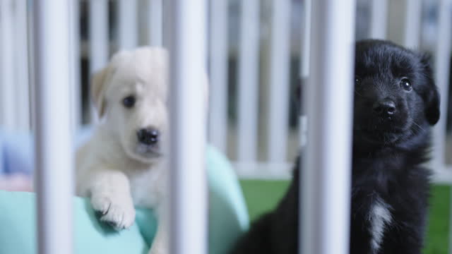 A yellow and a black Labrador Retriever puppy staying inside a white crate at a house looking at their owner with doubt and curiosity.