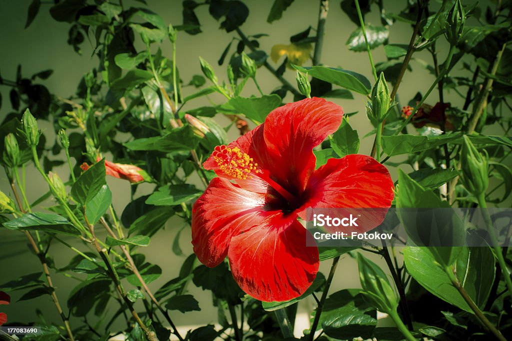 FiFInd imagens semelhantes vermelho Hibisco no jardim - Royalty-free Cabeça de Flor Foto de stock