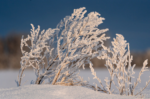 Hoar Frost covers willows on the tundra