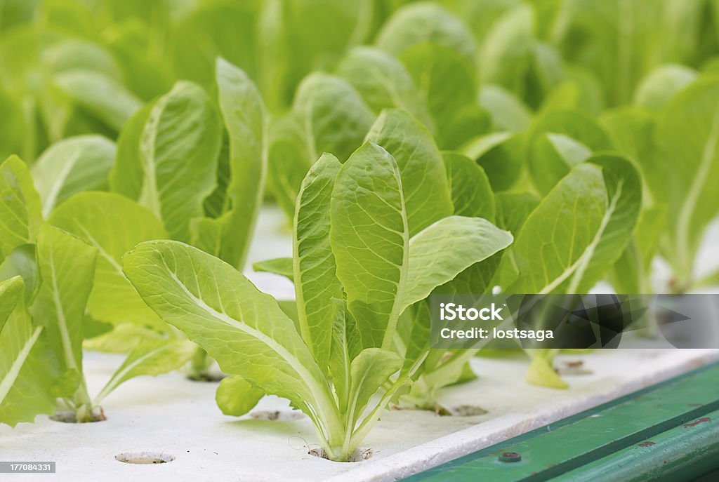 Зеленый салат - Стоковые фото Весна роялти-фри