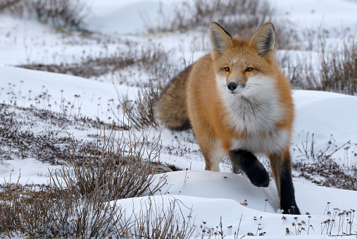 Red Fox hunts  on the tundra, Churchill MB, Canada