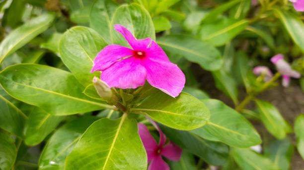 istock Tapak Dara or Vinca Flower 1770846562