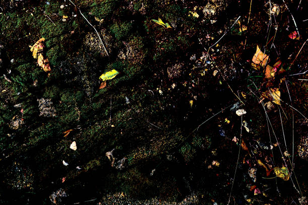 green moss on the stones as a background texture
