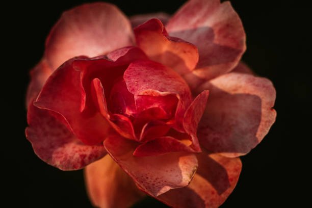 istock High angle view of a beautiful blooming red rose. 1770848815