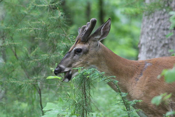 istock White Tailed Deer Buck Eating In Velvet 177085836