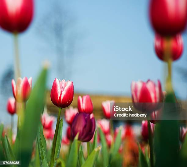 Foto de Tulipas No Jardim e mais fotos de stock de Abundância - Abundância, Agricultura, Amsterdã