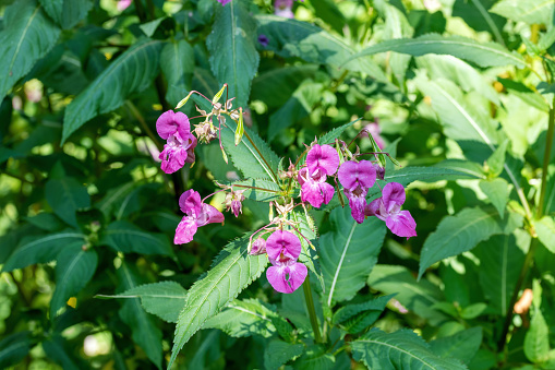 Impatiens glandulifera on a background of green leaves in the garden.