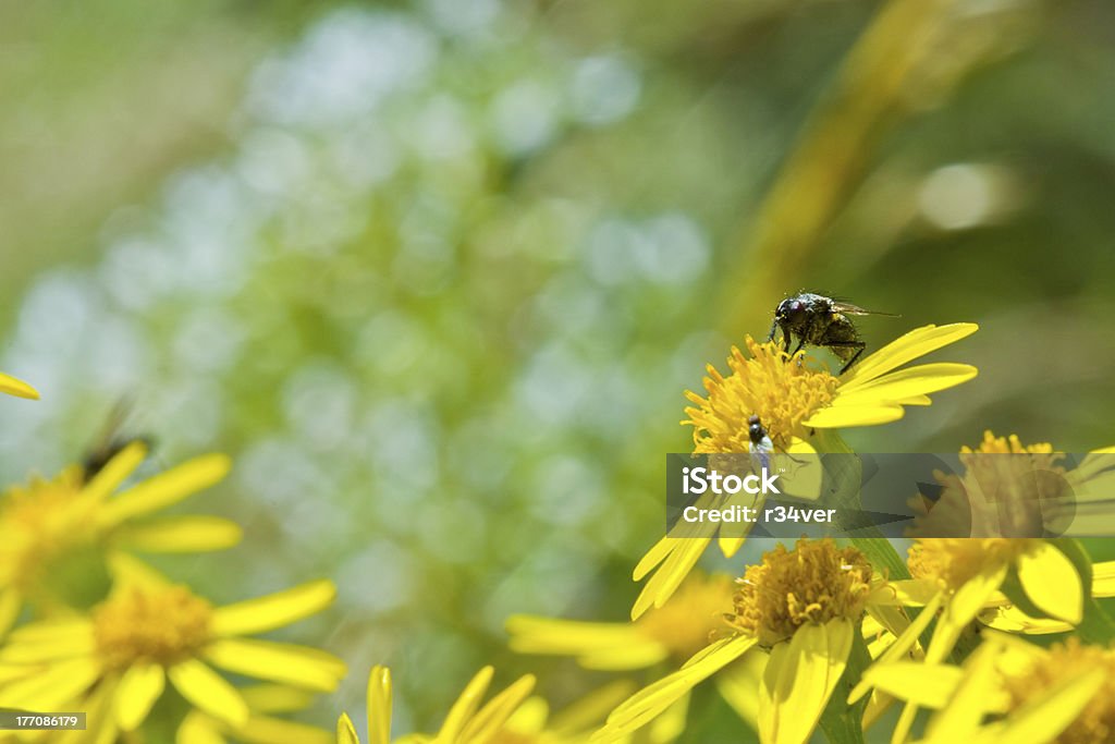 Fly (Diptera) e flores silvestres - Foto de stock de Ampliação royalty-free