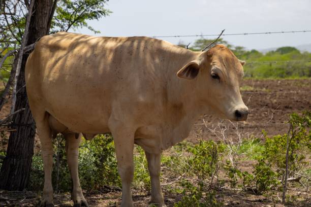 istock a large cow standing next to a fence in an open area 1770863065