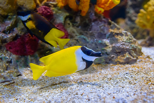 Queen angelfish (Holacanthus ciliaris), also known as the blue angelfish, golden angelfish or yellow angelfish underwater in sea with corals in background