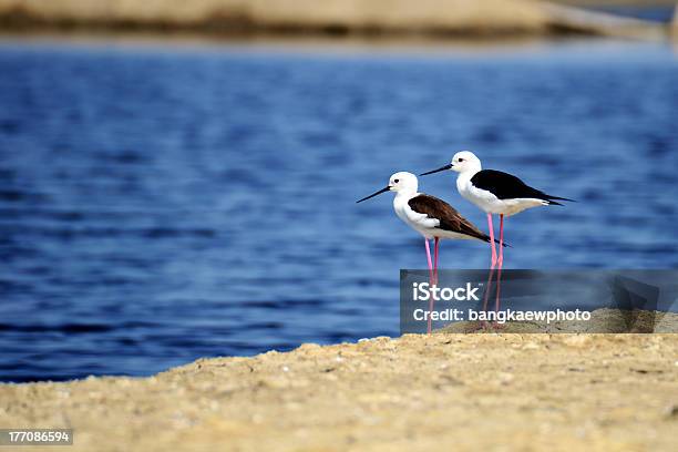 Twin Pássaros - Fotografias de stock e mais imagens de Animal selvagem - Animal selvagem, Ao Ar Livre, Avoceta