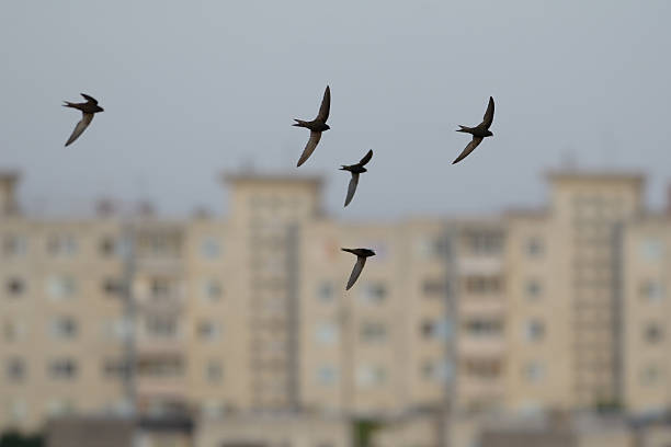istock Swifts over urban background 177086897