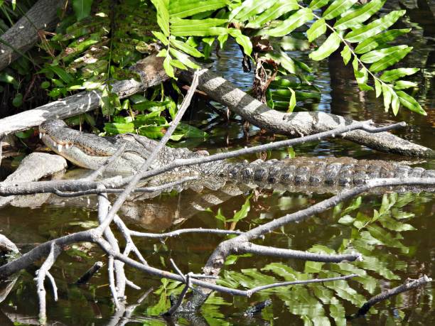 istock American Alligator (Alligator mississippiensis) - resting in the wetlands 1770871982