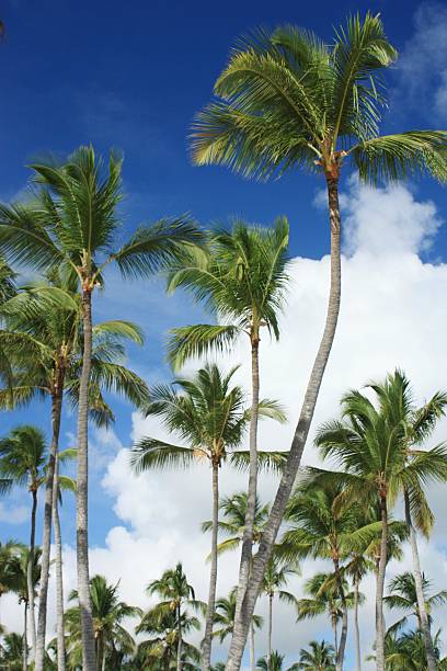 istock Exotic coconut palm trees on the beach 177087387