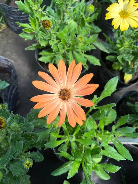 istock Showy orange flowers in the nursery. Dimorphotheca sinuata 1770874245
