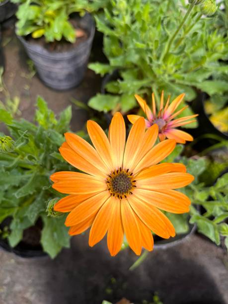 istock Showy orange flowers in the nursery. Dimorphotheca sinuata 1770874252