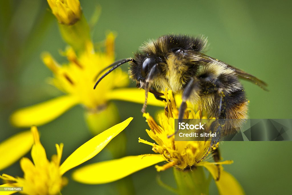 Zbliżenie z Pszczoła - Zbiór zdjęć royalty-free (Bez ludzi)
