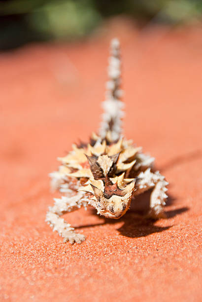 Thorny Devil Lizard making a bow towards camera "Thorny devil found in the outback, the red center of Australia, defocussed background" moloch horridus stock pictures, royalty-free photos & images
