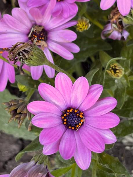 istock Showy pink flowers in the nursery. Dimorphotheca sinuata 1770876426
