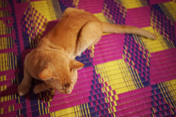 cute and orange color-friendly house cat