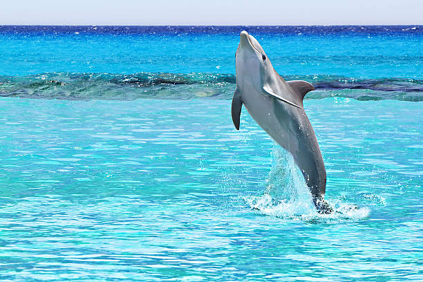 istock Dolphin from the Caribbean Sea 177087718