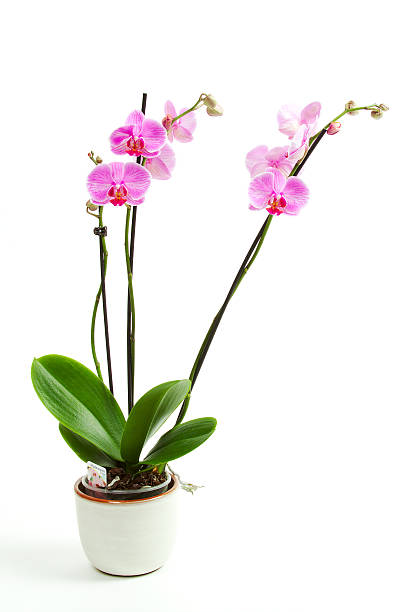 phalaenopsis - blumenerde foto e immagini stock