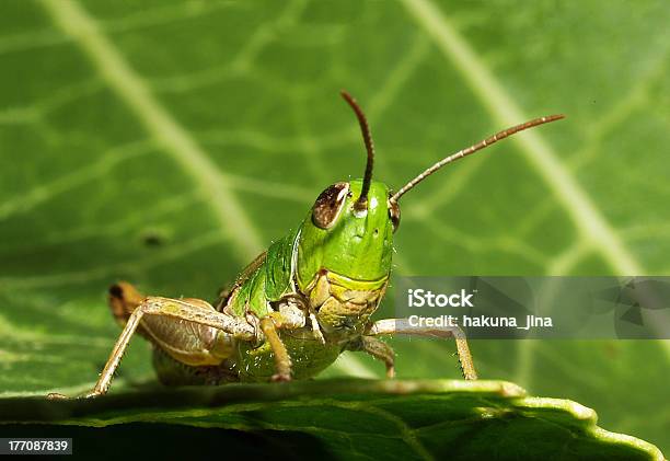애송이 곤충에 대한 스톡 사진 및 기타 이미지 - 곤충, 녹색, 더듬이