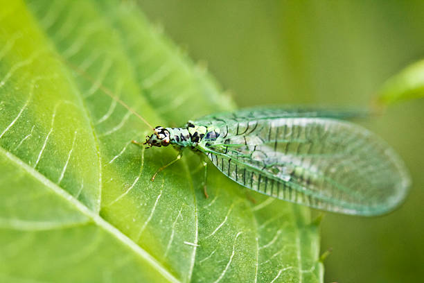 istock Closeup of little insect 177087961