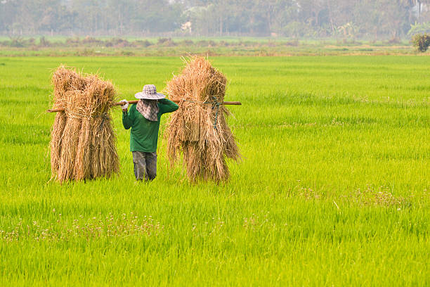 istock Farmer Of Thailand 177088050