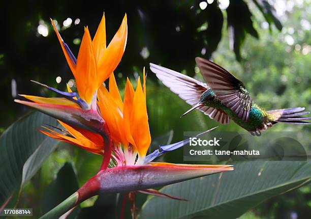 Hummingbird At Flower Stock Photo - Download Image Now - Nature, Flower, Costa Rica